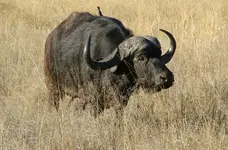 afrika-buffalo.webp